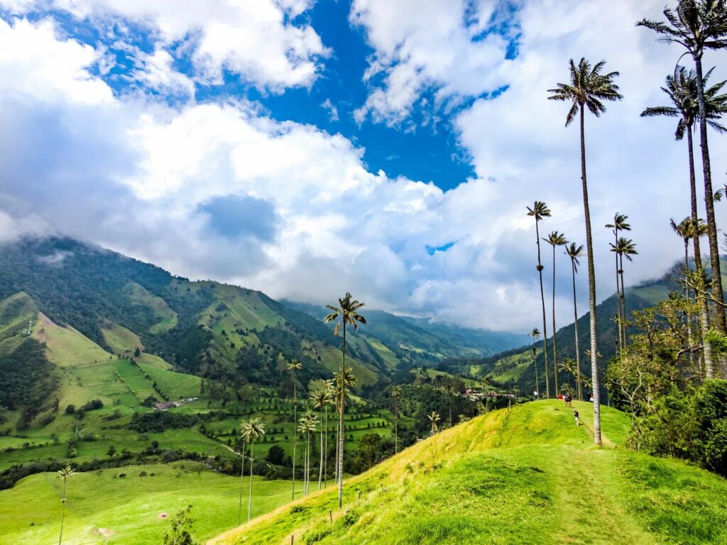 Palmas de Cera en el Valle del Cocora
